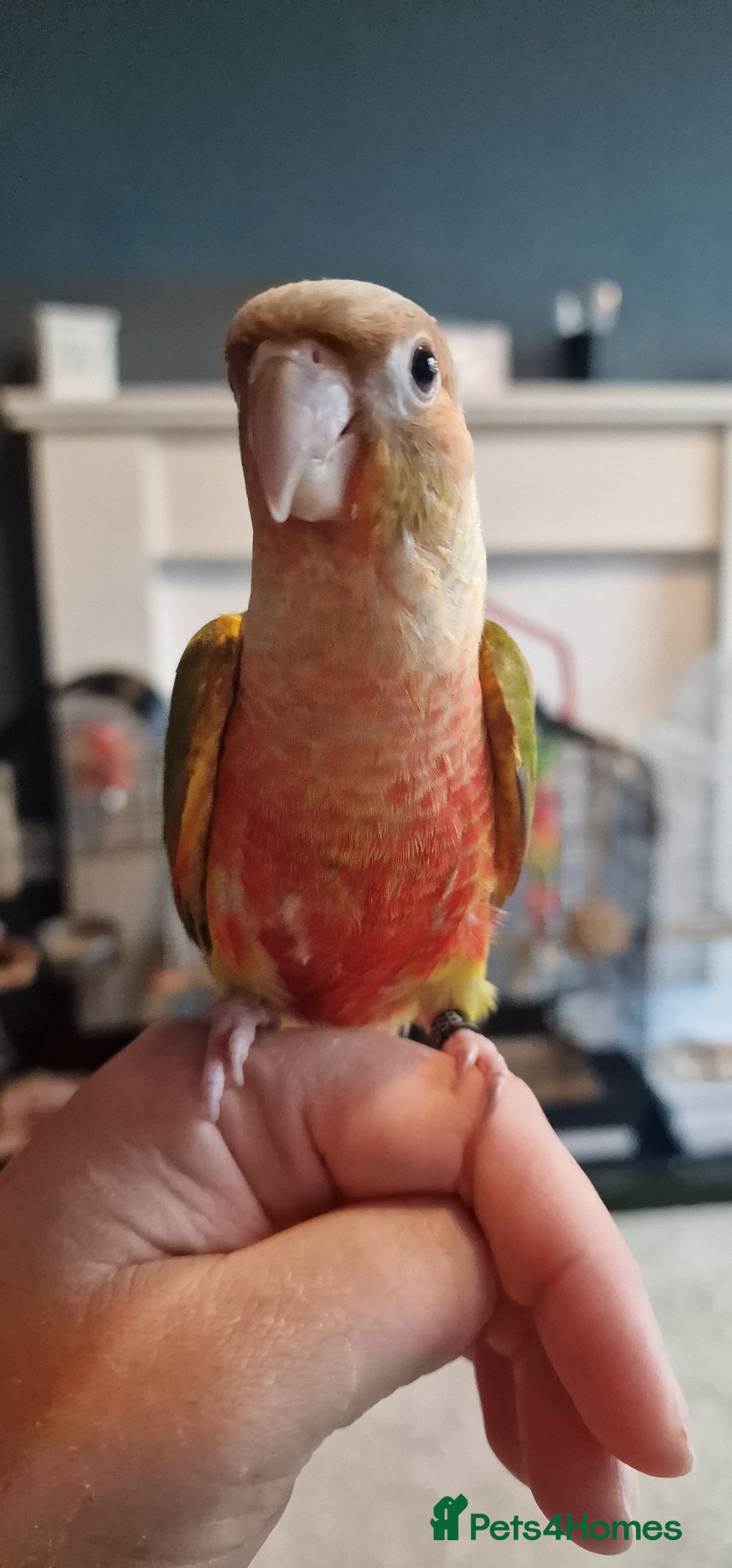 Conures birds for sale: Beautiful fully hand reared conure babys  - Image 5