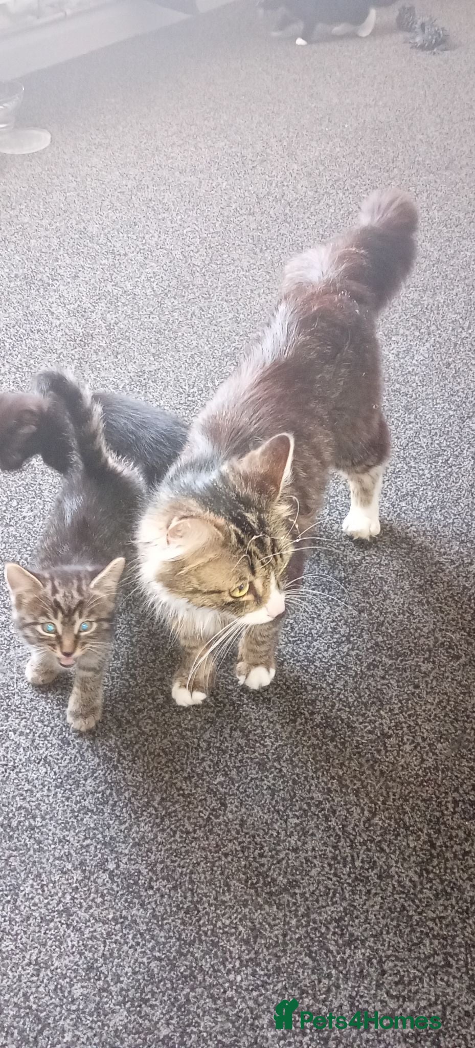 Mixed Breed cats 3 lovey kittens for sale - Advert 1