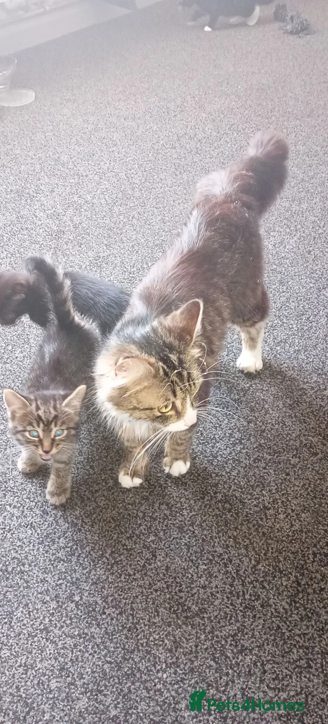 Mixed Breed cats for sale: 3 lovey kittens for sale - Advert 1