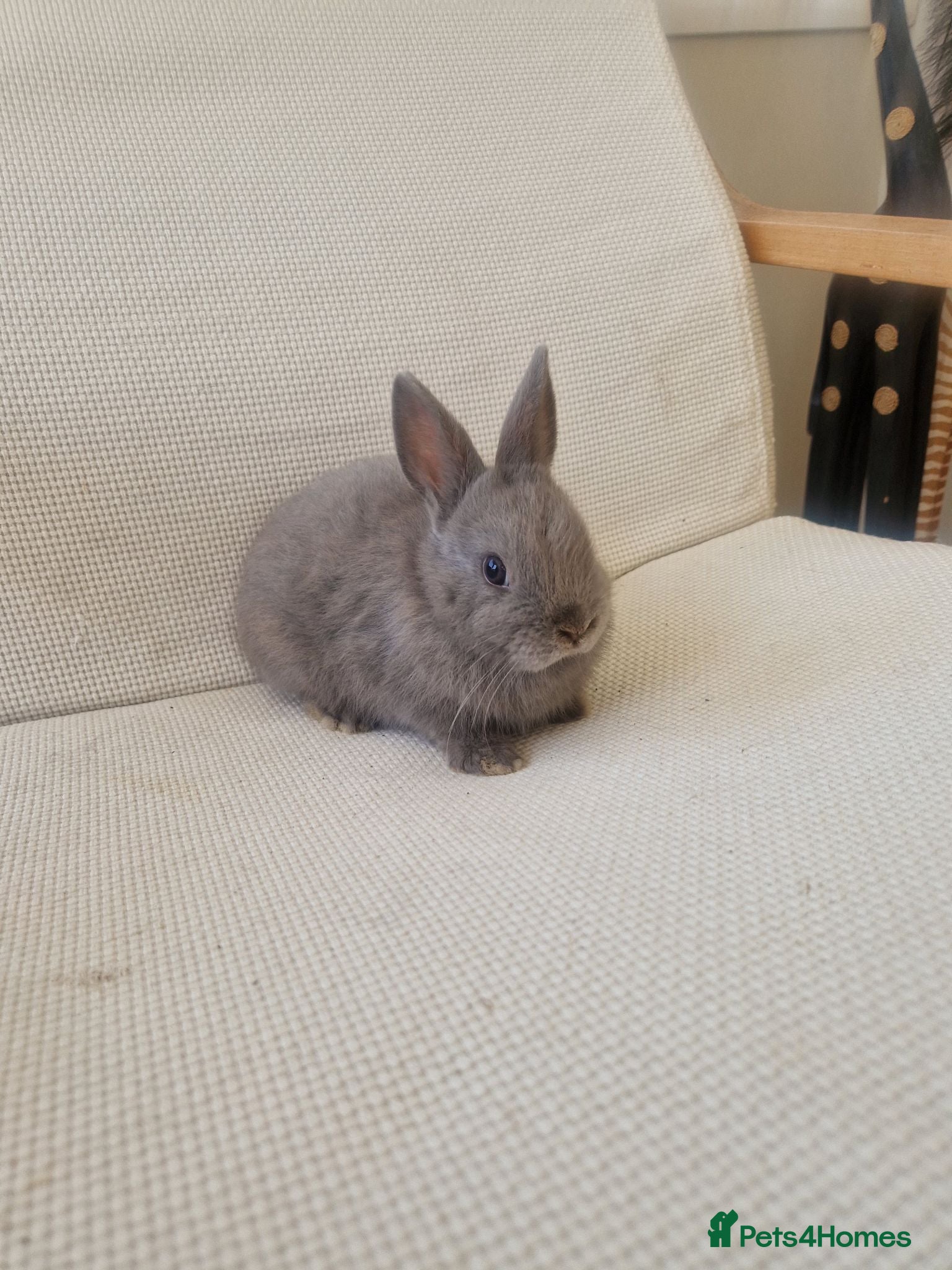 Mixed Breed rabbits Lilac Netherland cross - Advert 1