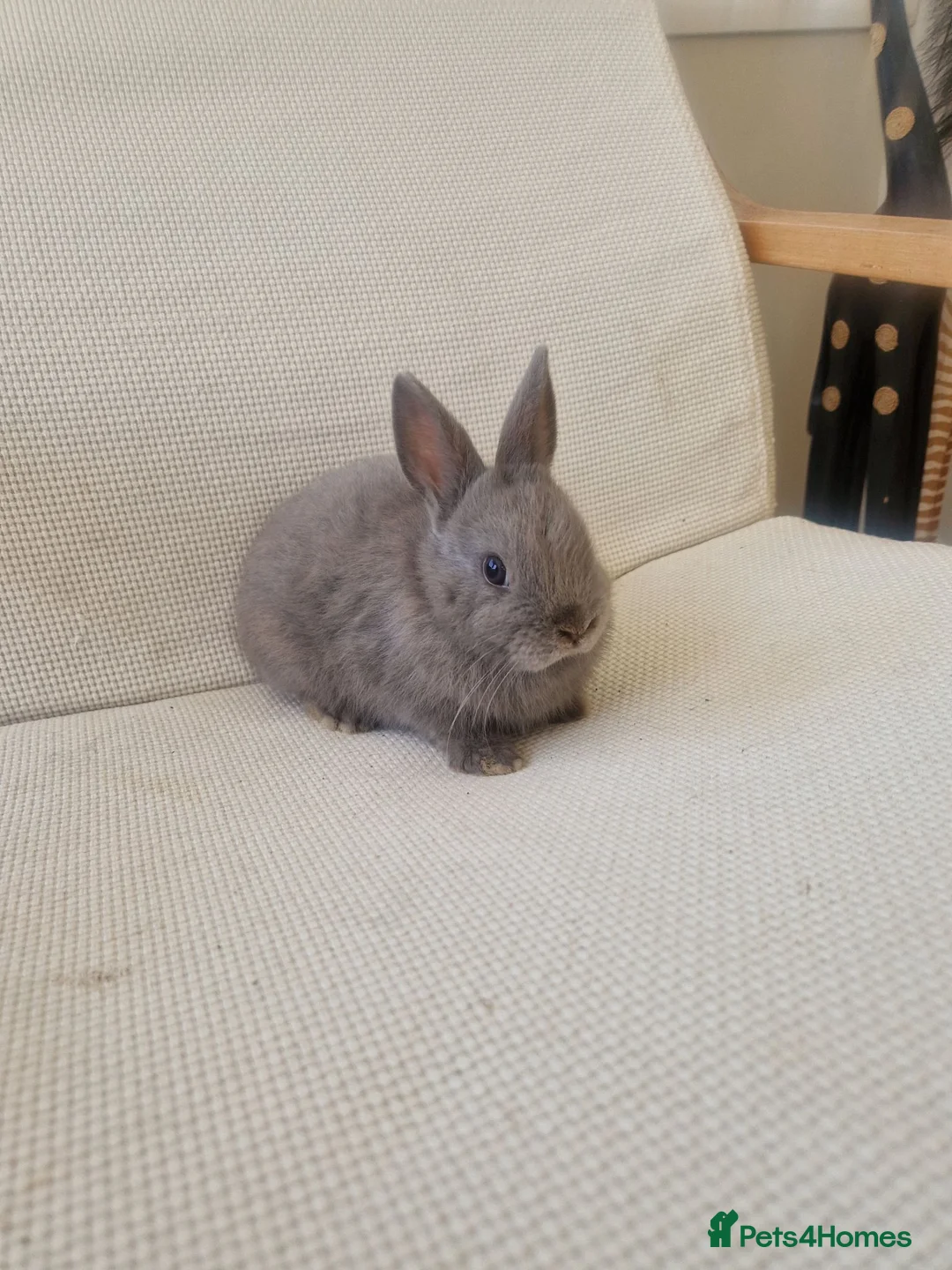 Mixed Breed rabbits for sale: Lilac Netherland cross in Newport - Advert 1