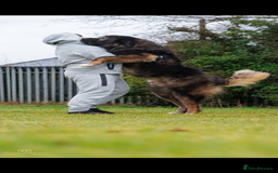Caucasian Shepherd Dog dogs for stud: XL Caucasian Shepard ( stud) available  - Image 1