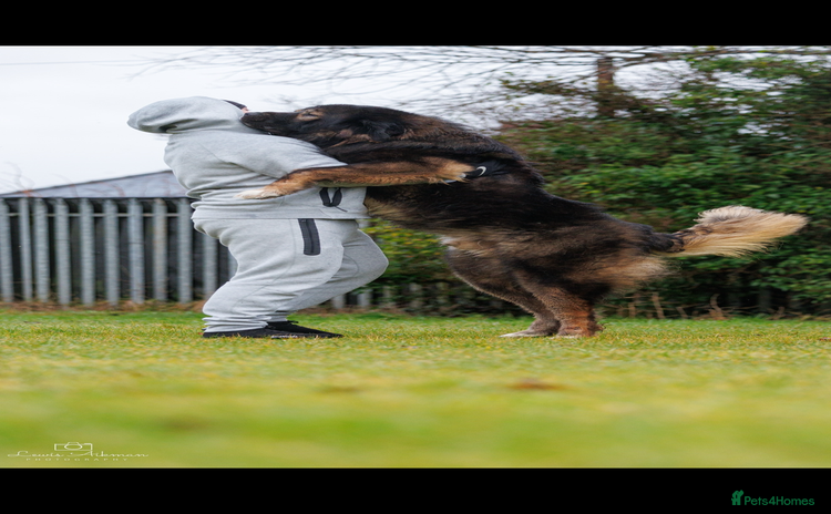 Caucasian Shepherd Dog dogs - Advert 9