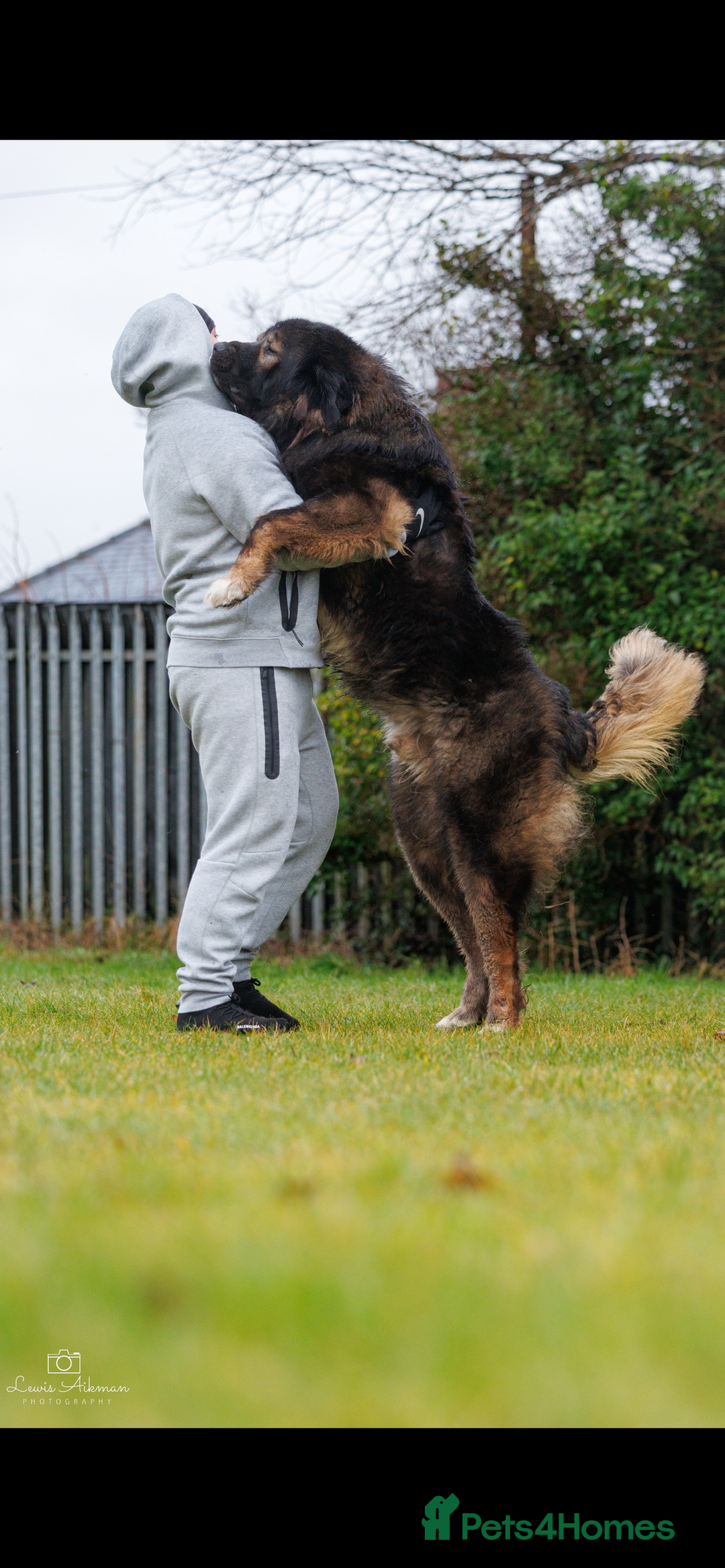 Caucasian Shepherd Dog dogs for stud: XL Caucasian Shepard ( stud) available  - Image 1