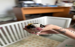Basset Hound dogs for sale: Beautiful Basset Hound Puppies  - Image 21