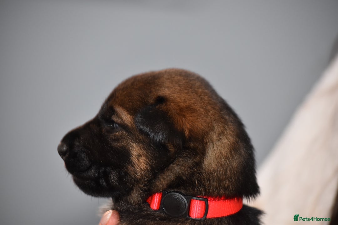 Mixed Breed dogs for sale: GSD × Dutch Herder – Top European Working Lines - Advert 31