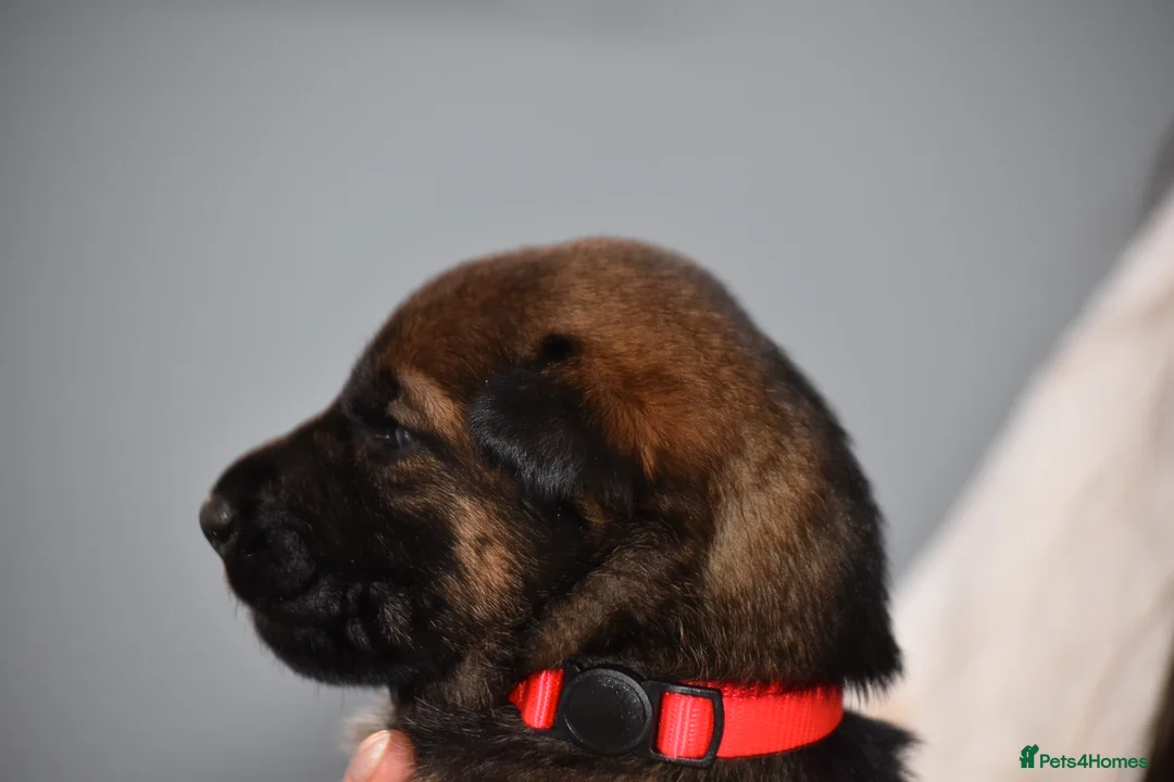 Mixed Breed dogs for sale: GSD × Dutch Herder – Top European Working Lines - Advert 32