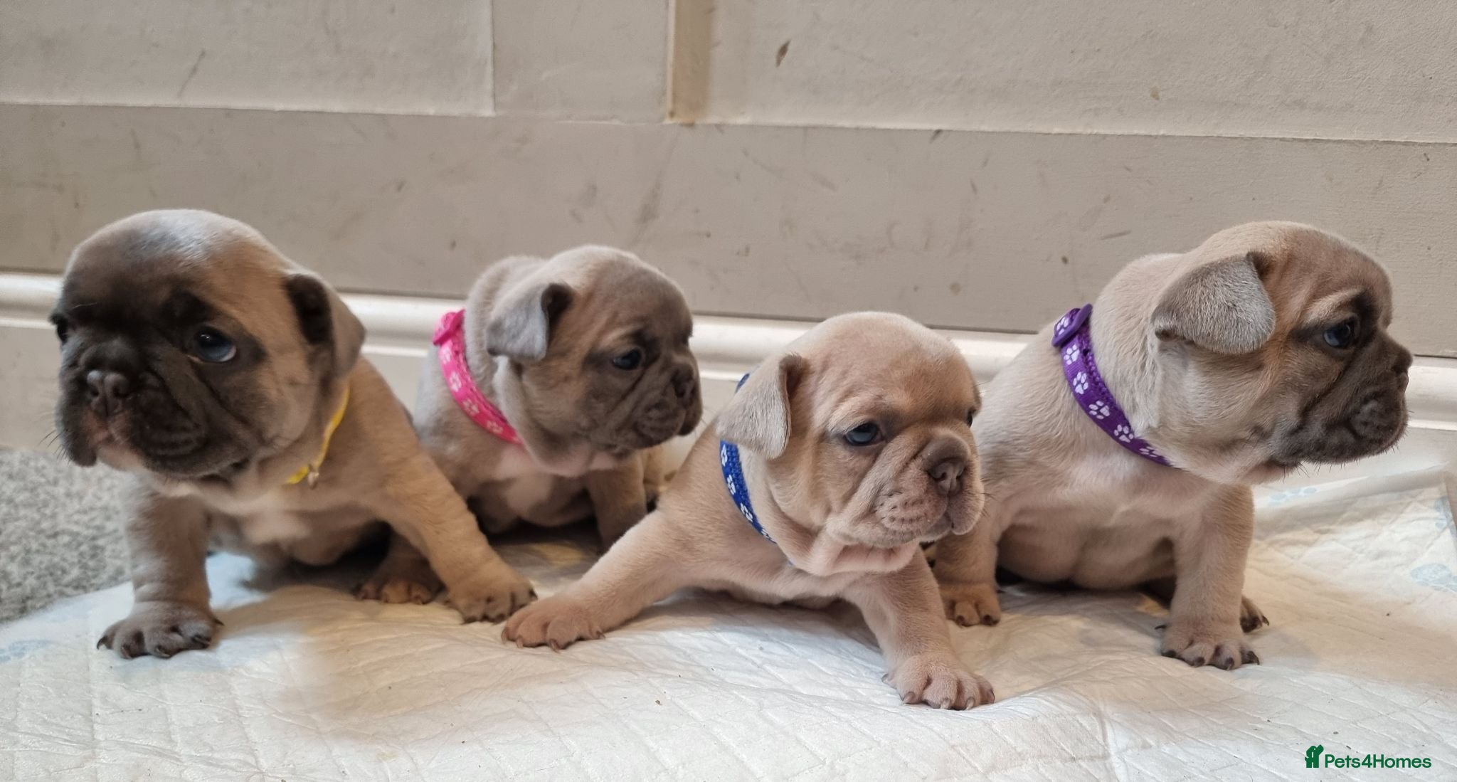 French Bulldog dogs Beautiful litter of 4 French bulldog - Advert 13