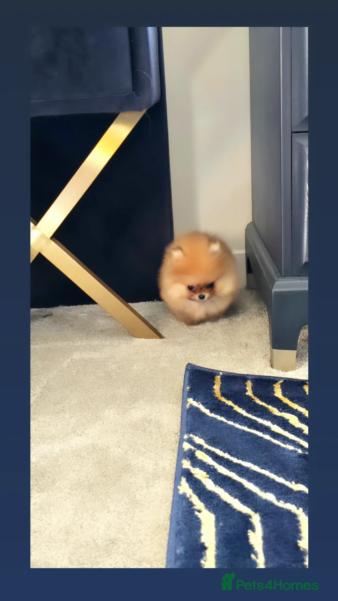 Pomeranian dogs for sale: Super tiny 2 Girls & a boy 💙💓 - Image 9