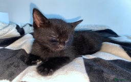 Mixed Breed cats for sale: 2 tabby kittens left ‼️ - Image 13