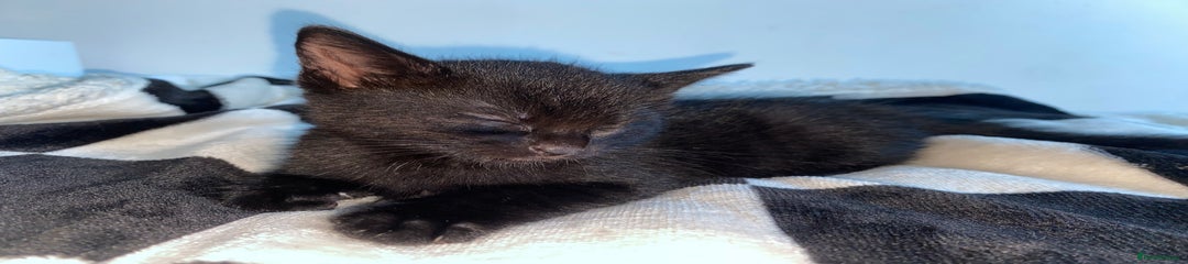 Mixed Breed Kitten 7