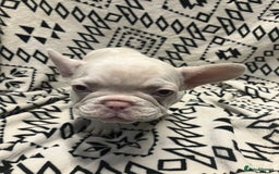 French Bulldog dogs for sale: Beautiful Pink, blue and tan and merl Frenchie’s - Image 13