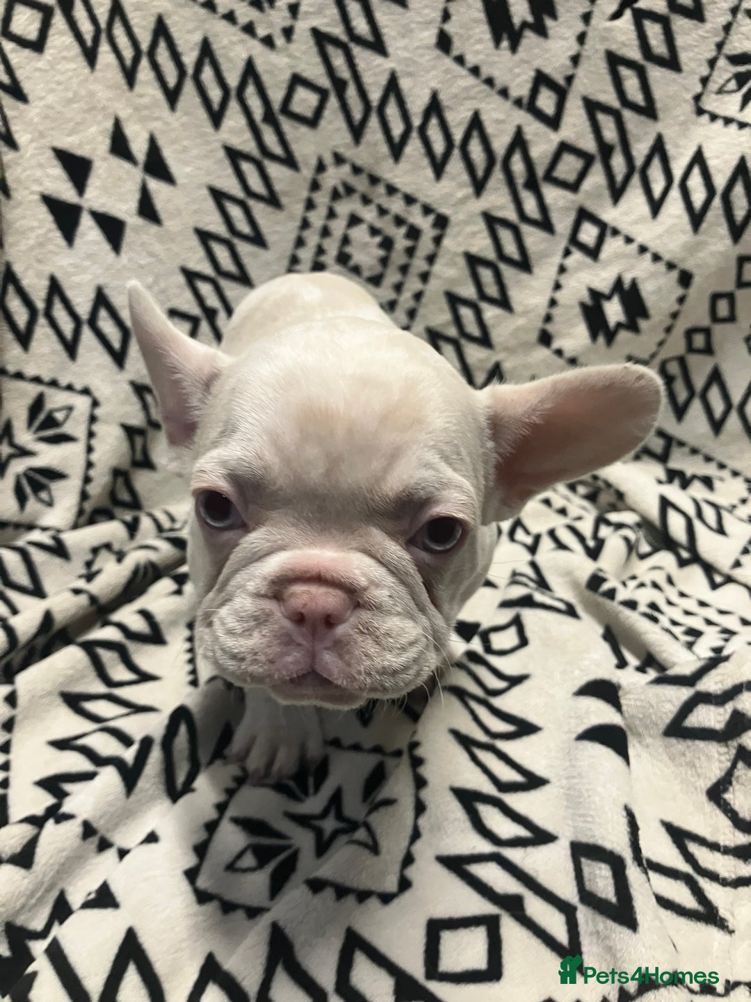 French Bulldog dogs for sale: Beautiful Pink, blue and tan and merl Frenchie’s - Image 13