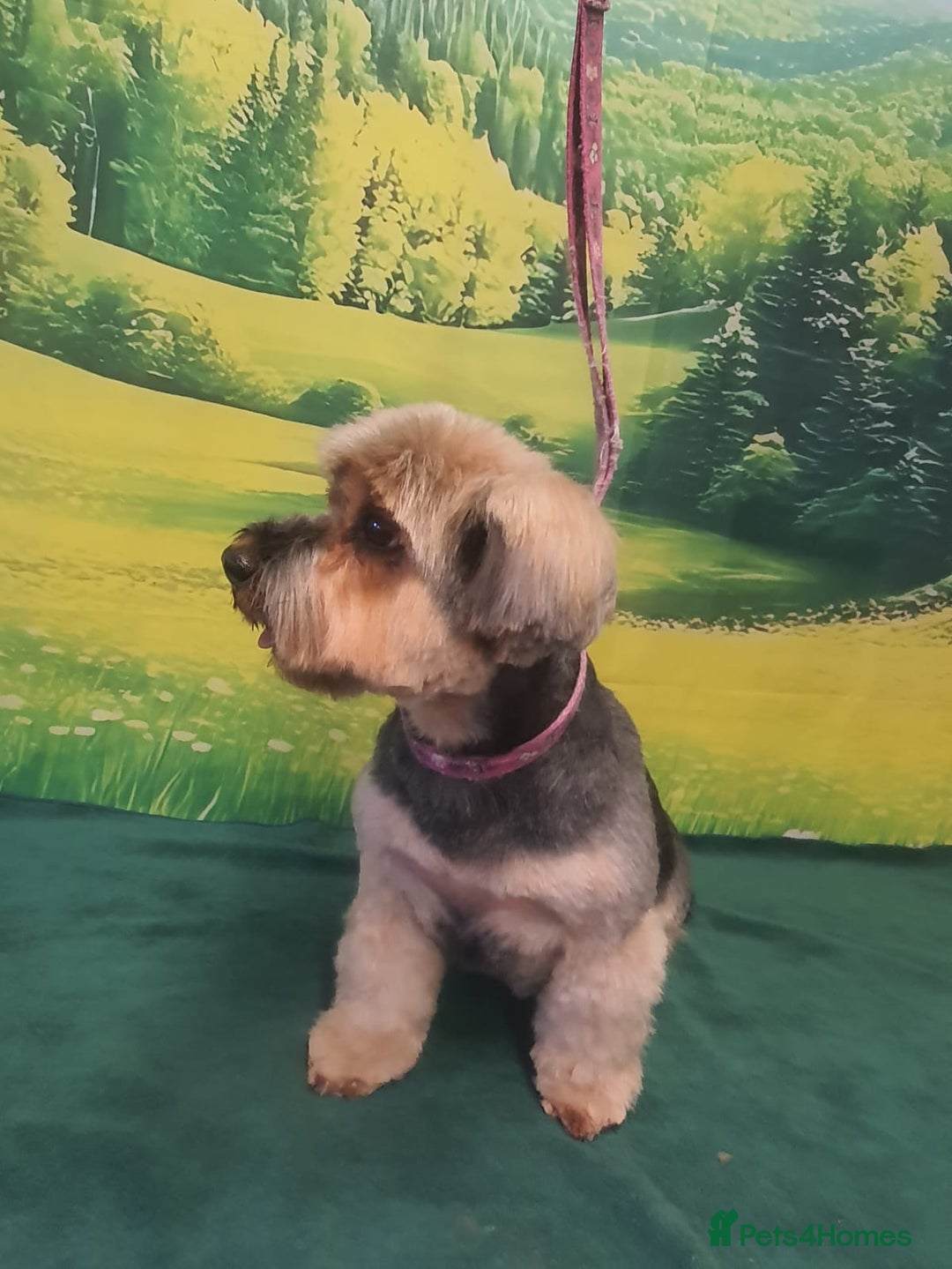 Yorkshire Terrier dogs for sale: Yorkshire Terriers ready for new home  - Advert 26