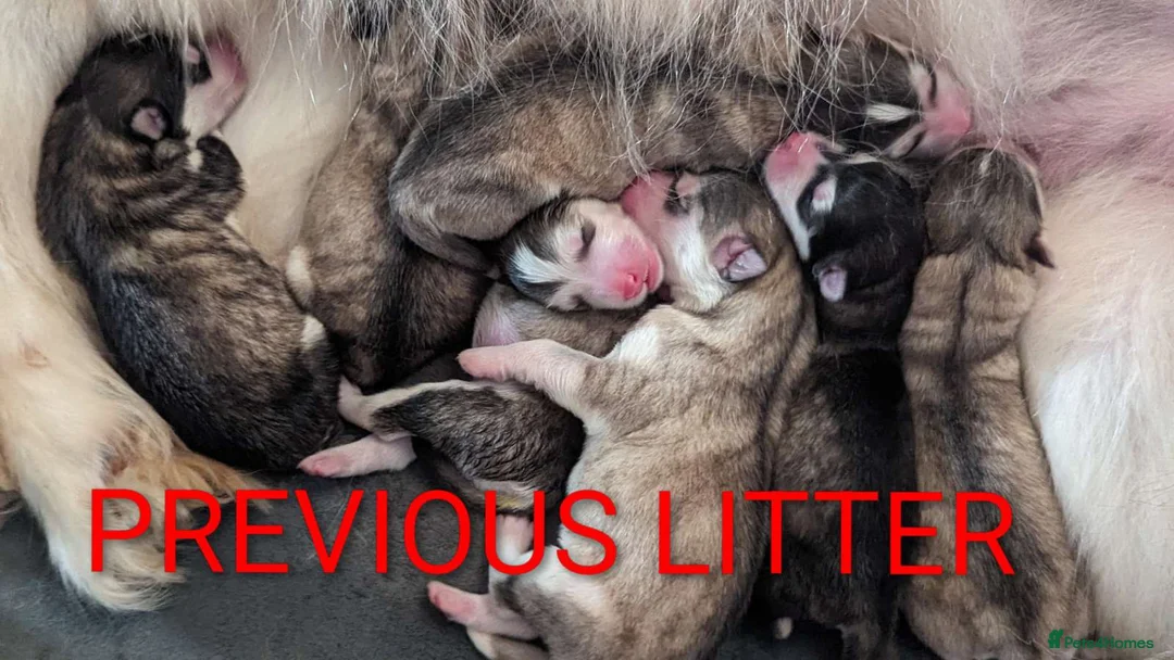 Alaskan Malamute dogs for sale: CONFIRMED PREGNANCY, 6+ pups - Advert 5