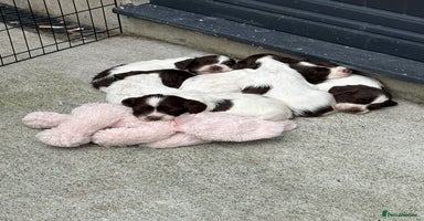 English Springer Spaniel dogs - Advert 8