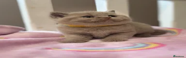 British Shorthair 1