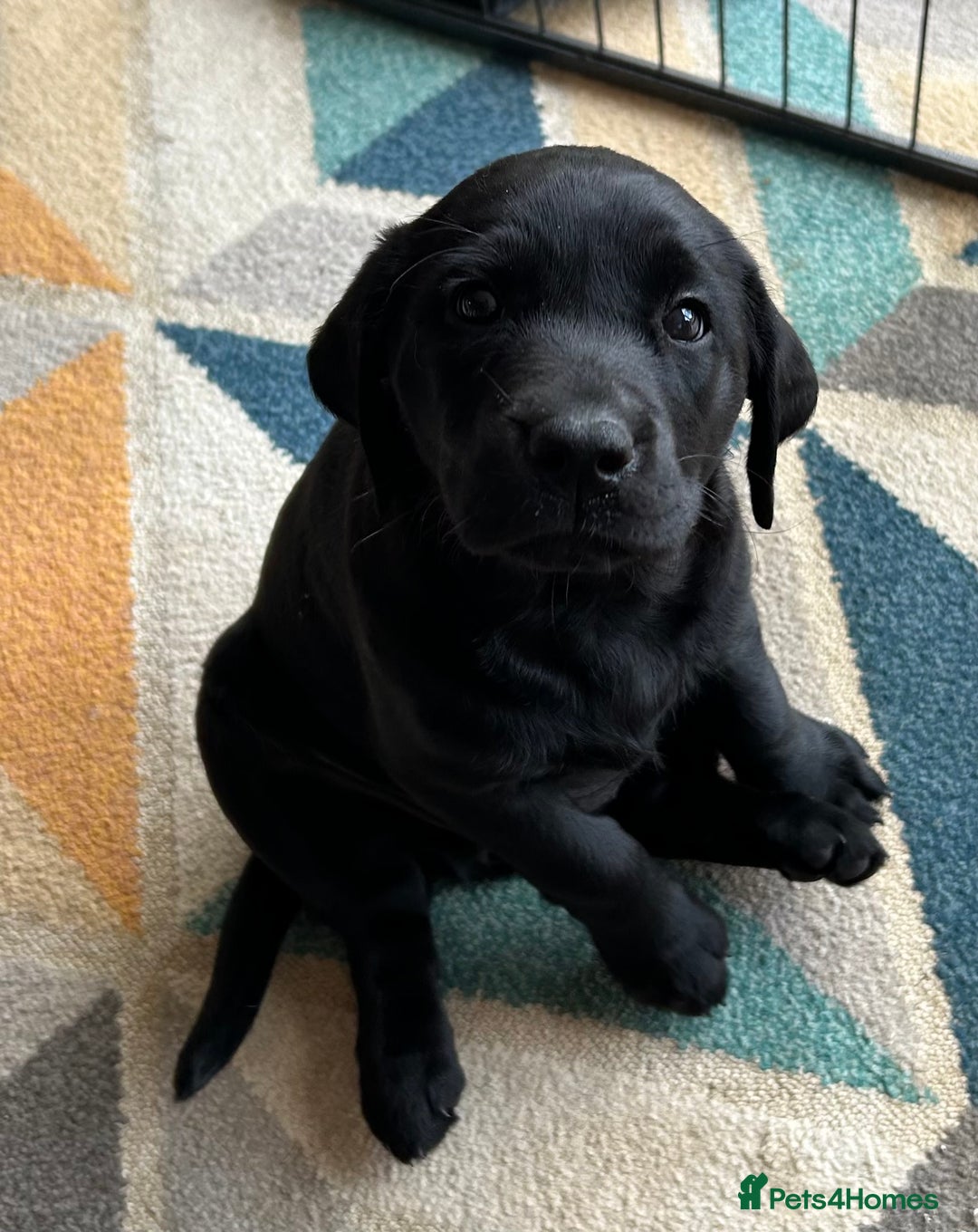 Labrador Retriever dogs for sale: KC Registered Labrador Retriever Puppies - Image 4