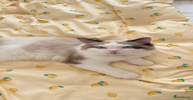 Ragdoll cats - Advert 14