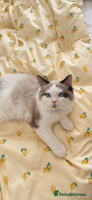 Ragdoll cats - Advert 6