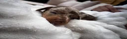 Miniature Dachshund dogs for sale: Miniature Dachshund Dapple Puppies  in Carluke - Advert 2