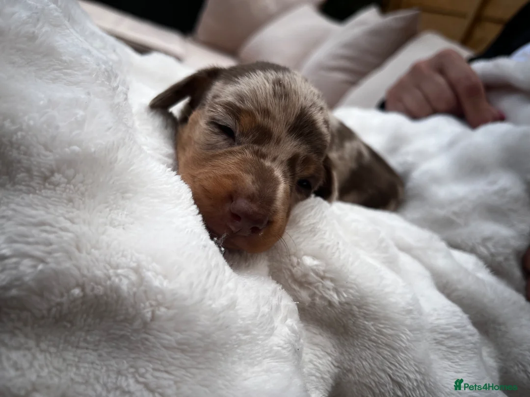 Miniature Dachshund dogs for sale: Miniature Dachshund Dapple Puppies  in Carluke - Advert 2