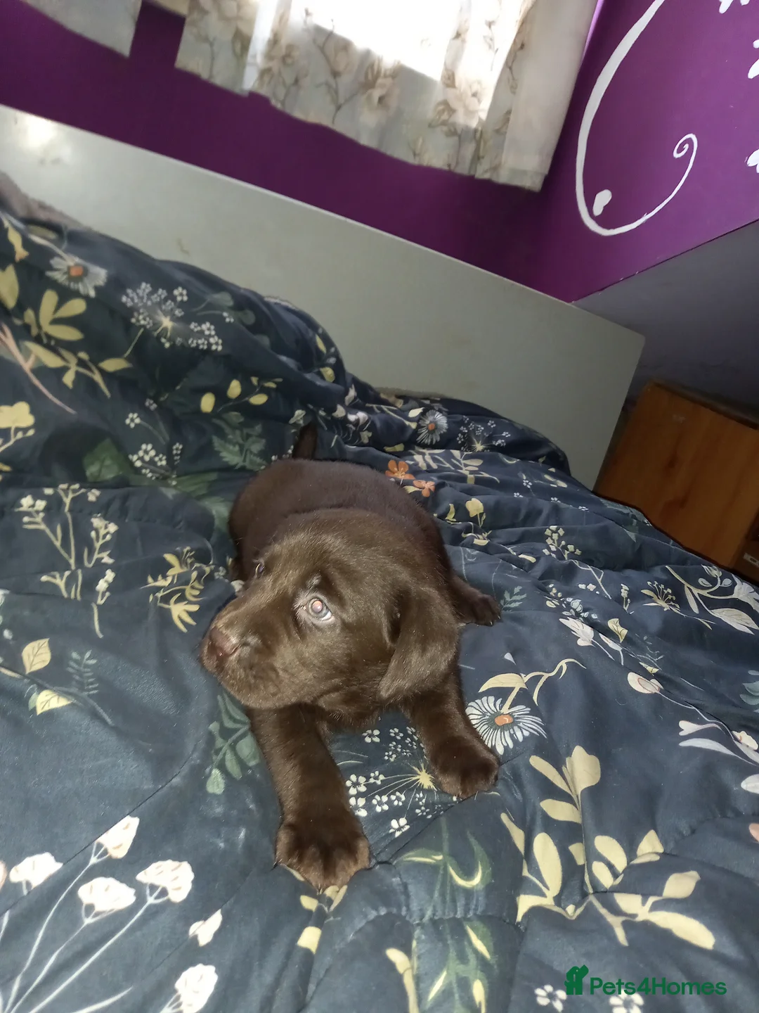 Labrador Retriever dogs for sale: Eduard Bielinskij  in Bradford - Advert 10