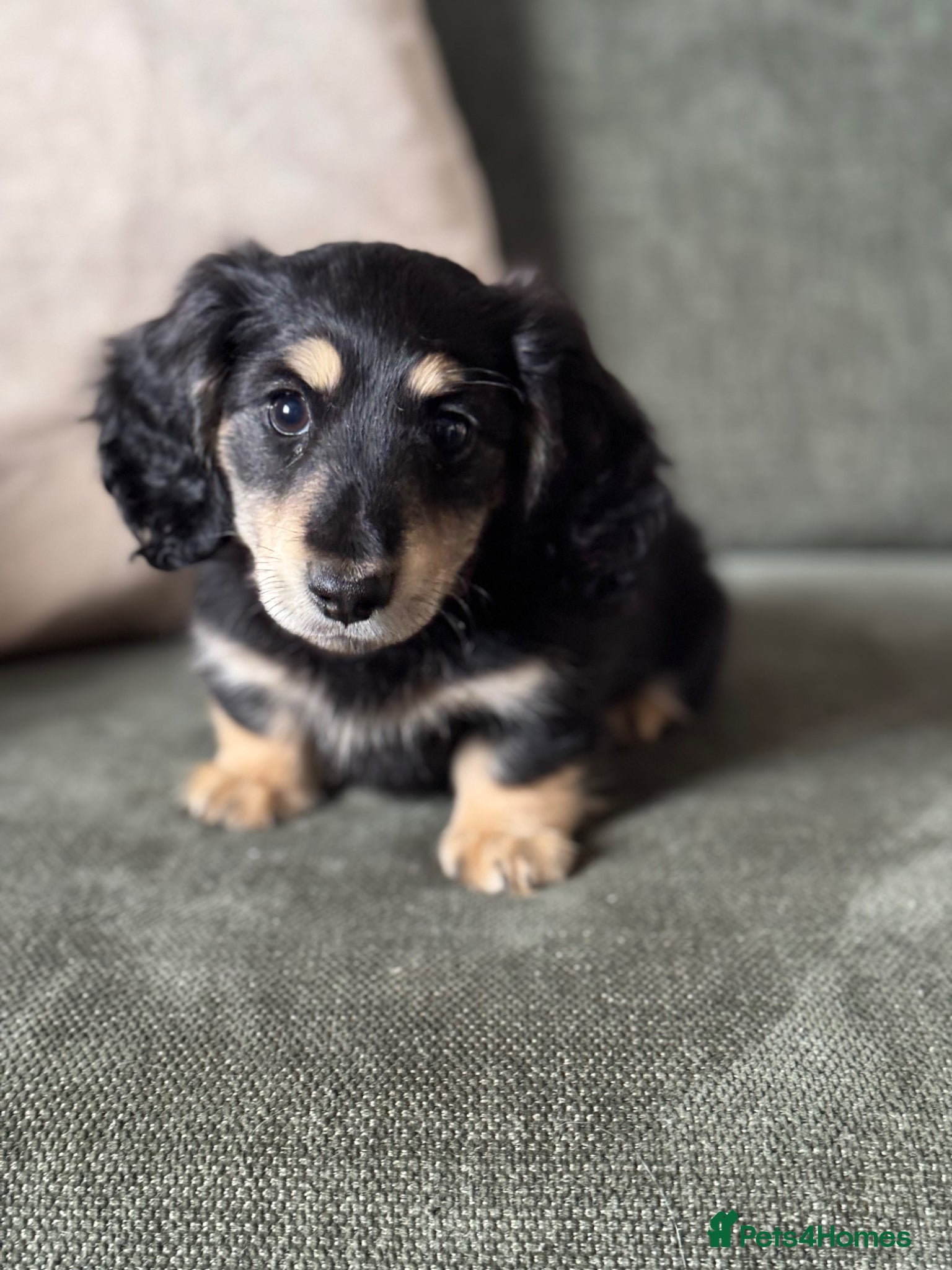 Miniature Dachshund dogs Black and cream long haired dachshunds - Advert 1