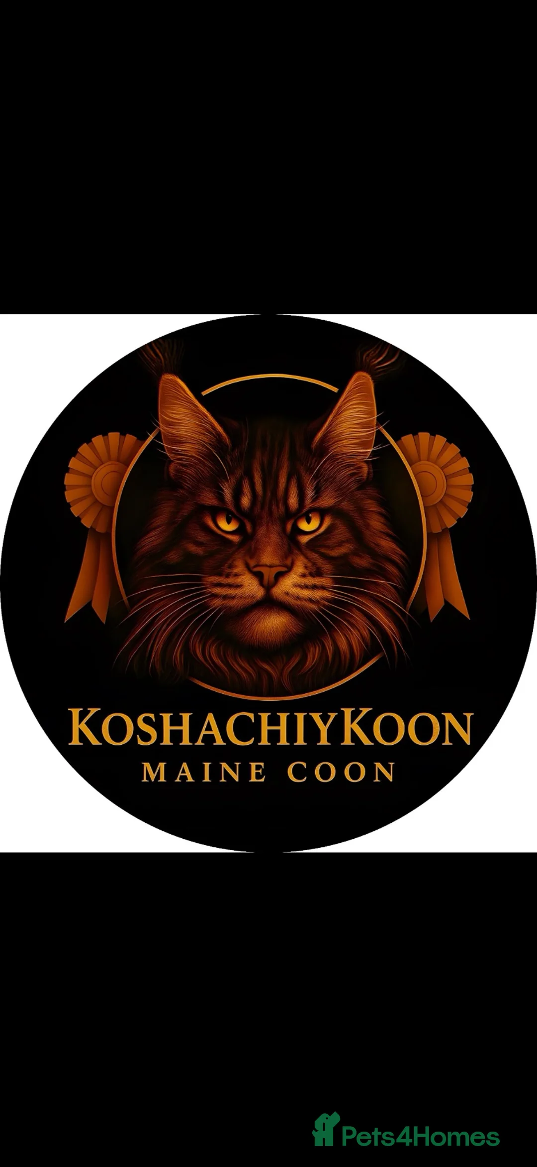 Maine Coon cats for sale: Maine coon kittens  - Advert 2