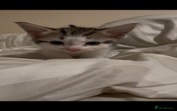 Mixed Breed cats for sale: 2 male kittens looking for their forever homes  - Image 4