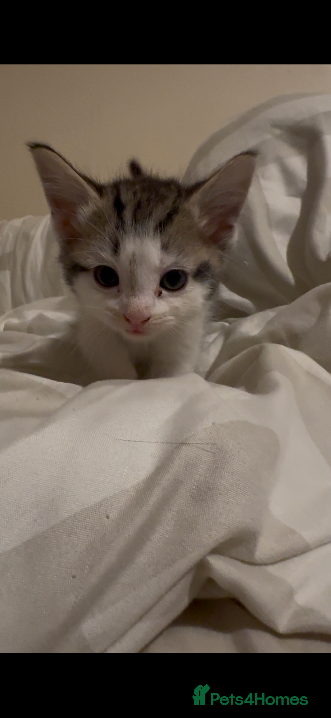 Mixed Breed cats for sale: 2 male kittens looking for their forever homes  - Image 4