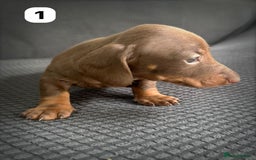Dachshund dogs for sale: GORGEOUS DACHSHUNDS PUPPIES - Image 30