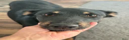 Mixed Breed dogs for adoption: Sweet Lilly is looking for LOVE - Advert 11