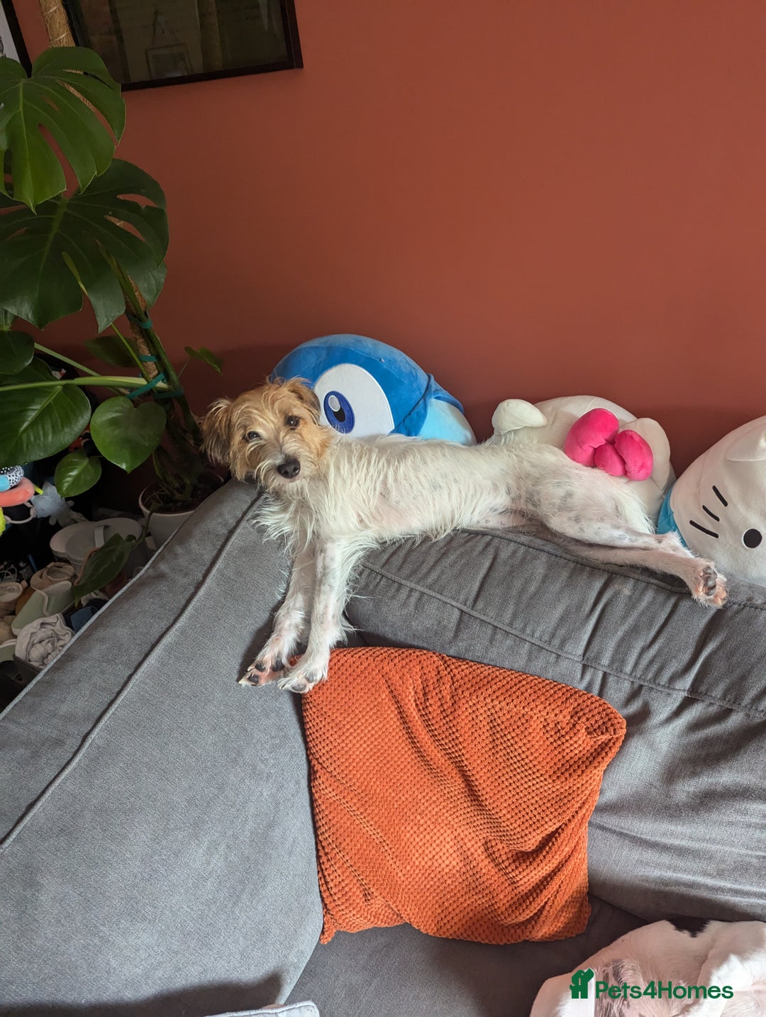 Jack Russell dogs for sale: Poppy - Image 8