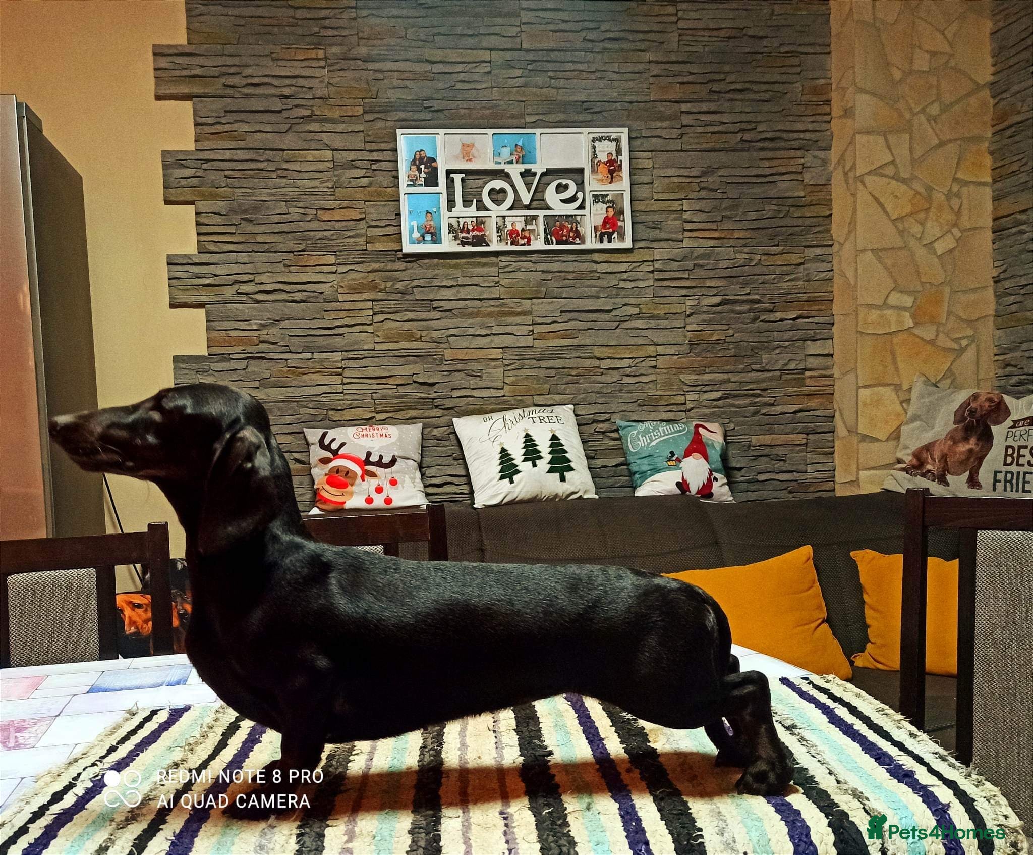 Miniature Dachshund dogs Miniature dachshund baby  - Advert 4