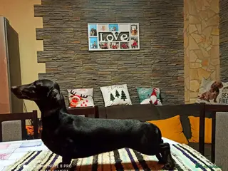 Miniature Dachshund dogs Miniature dachshund baby - Advert 4