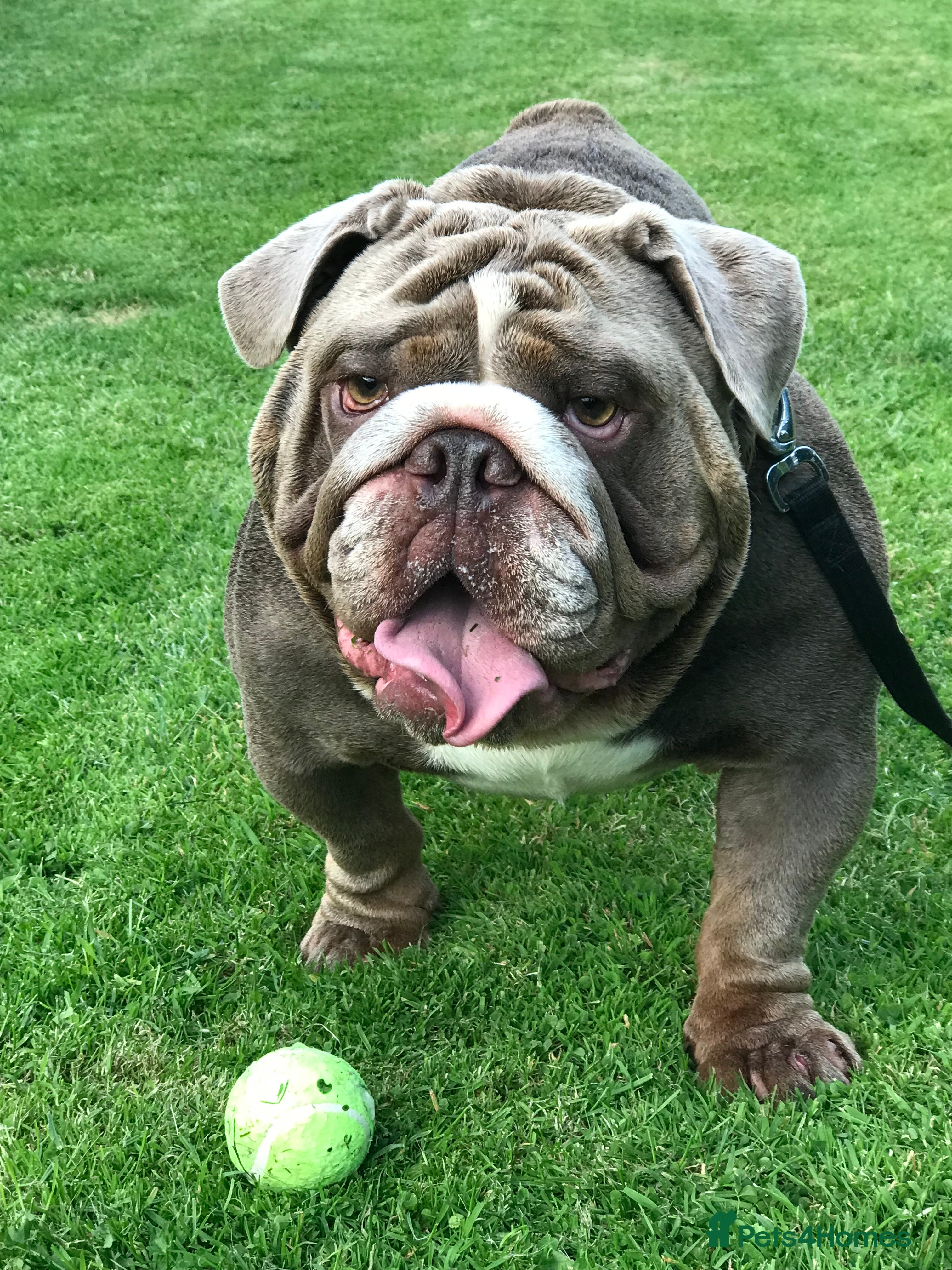 English Bulldog dogs F1 Stud dog  - Advert 2