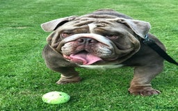 English Bulldog dogs for stud: F1 Stud dog  in Blackpool - Image 9