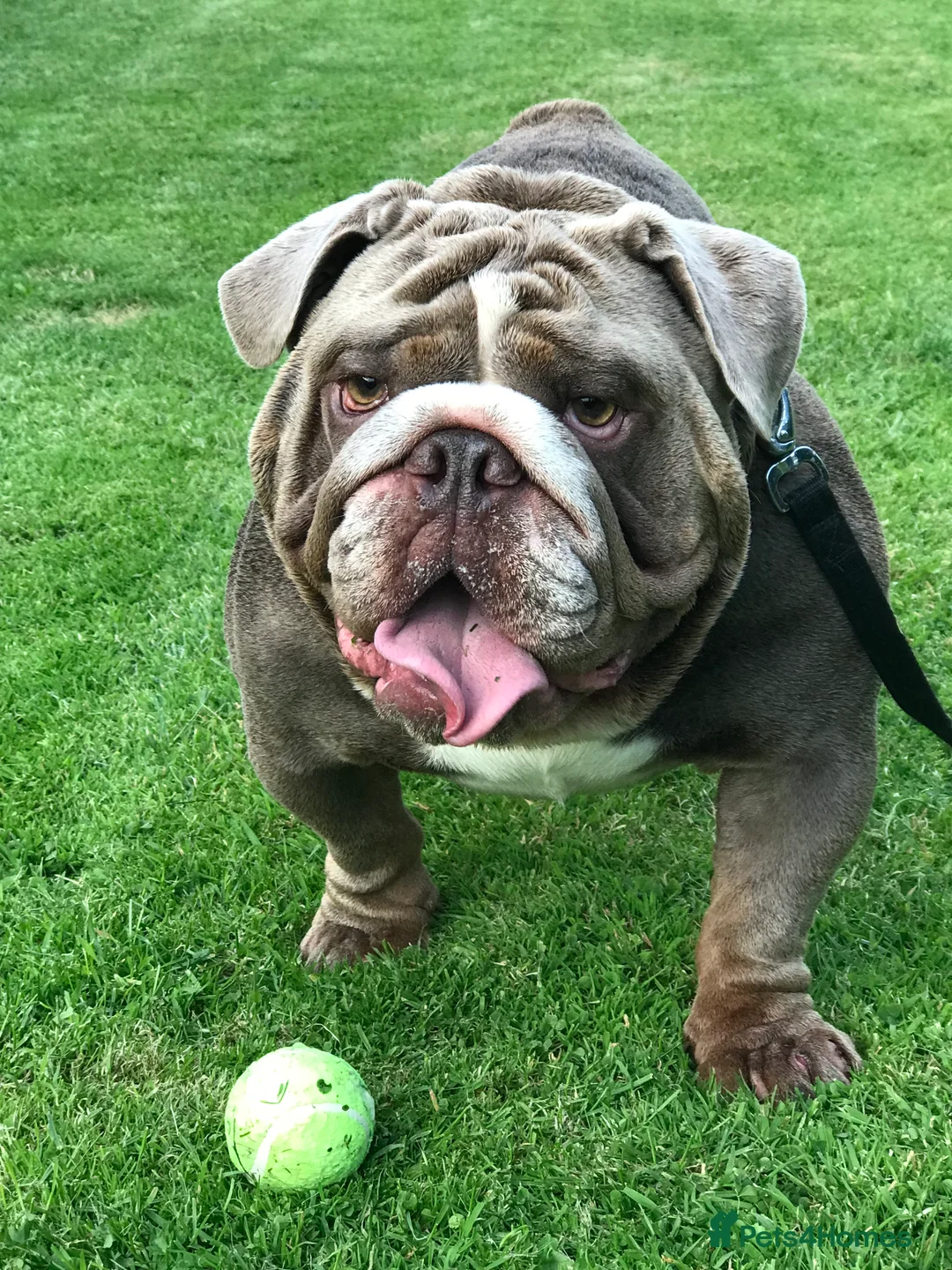 English Bulldog dogs for stud: F1 Stud dog  - Advert 9