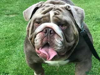 English Bulldog dogs F1 Stud dog - Advert 2