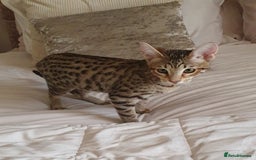 Savannah cats for sale: Fabulous F5 SBT Savannah Kittens! REDUCED! - Image 6