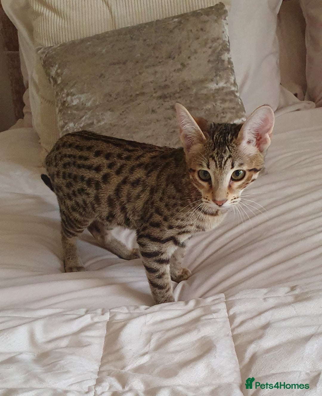 Savannah cats for sale: Fabulous F5 SBT Savannah Kittens! REDUCED! - Image 6