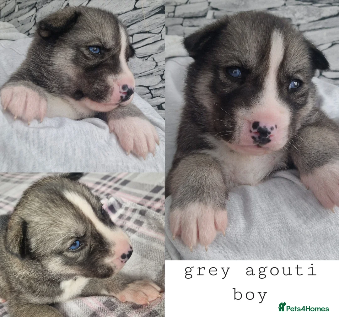 Siberian Husky dogs for sale: 1 beautiful girl left ❤️ ready now  - Advert 33