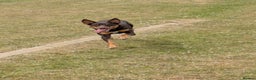 Mixed Breed dogs for sale: Working Australian Kelpie x Chinese Red Dog Pups - Advert 6