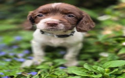 English Springer Spaniel dogs for sale: Working English Springer Spaniel Pups - KC REG - Image 19