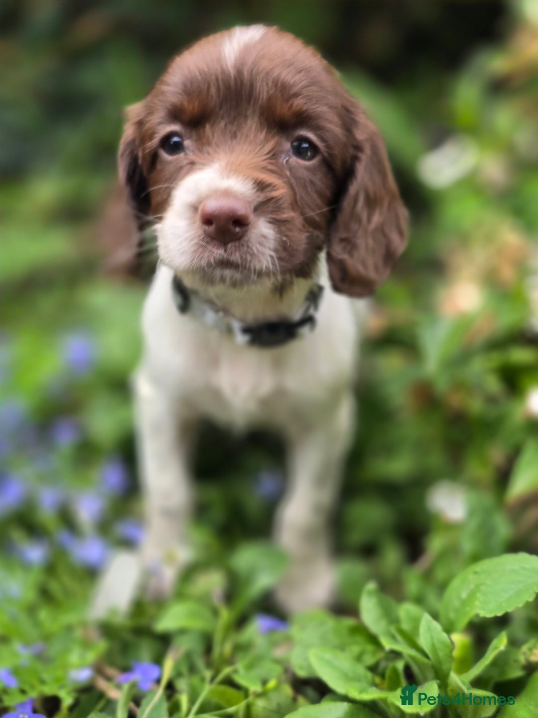 English Springer Spaniel dogs for sale: Working English Springer Spaniel Pups - KC REG - Image 19