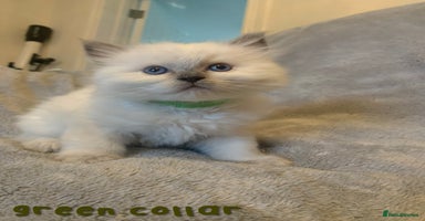 Ragdoll cats - Advert 2