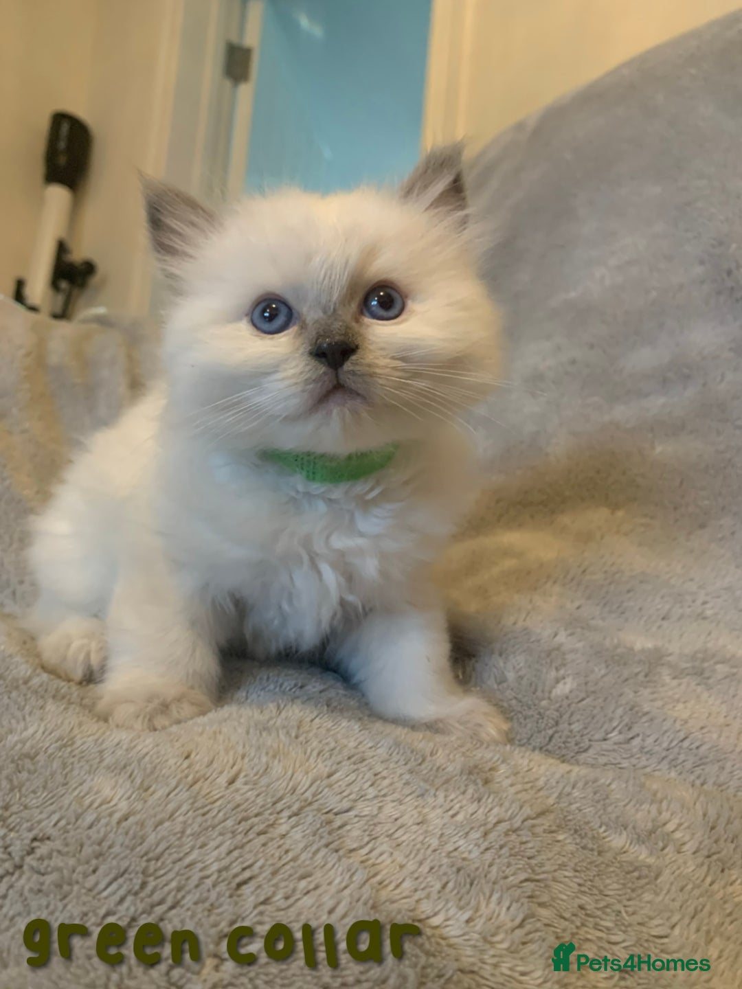 Ragdoll cats for sale: 5 Lovely, Pure Ragdoll Kittens - Image 3