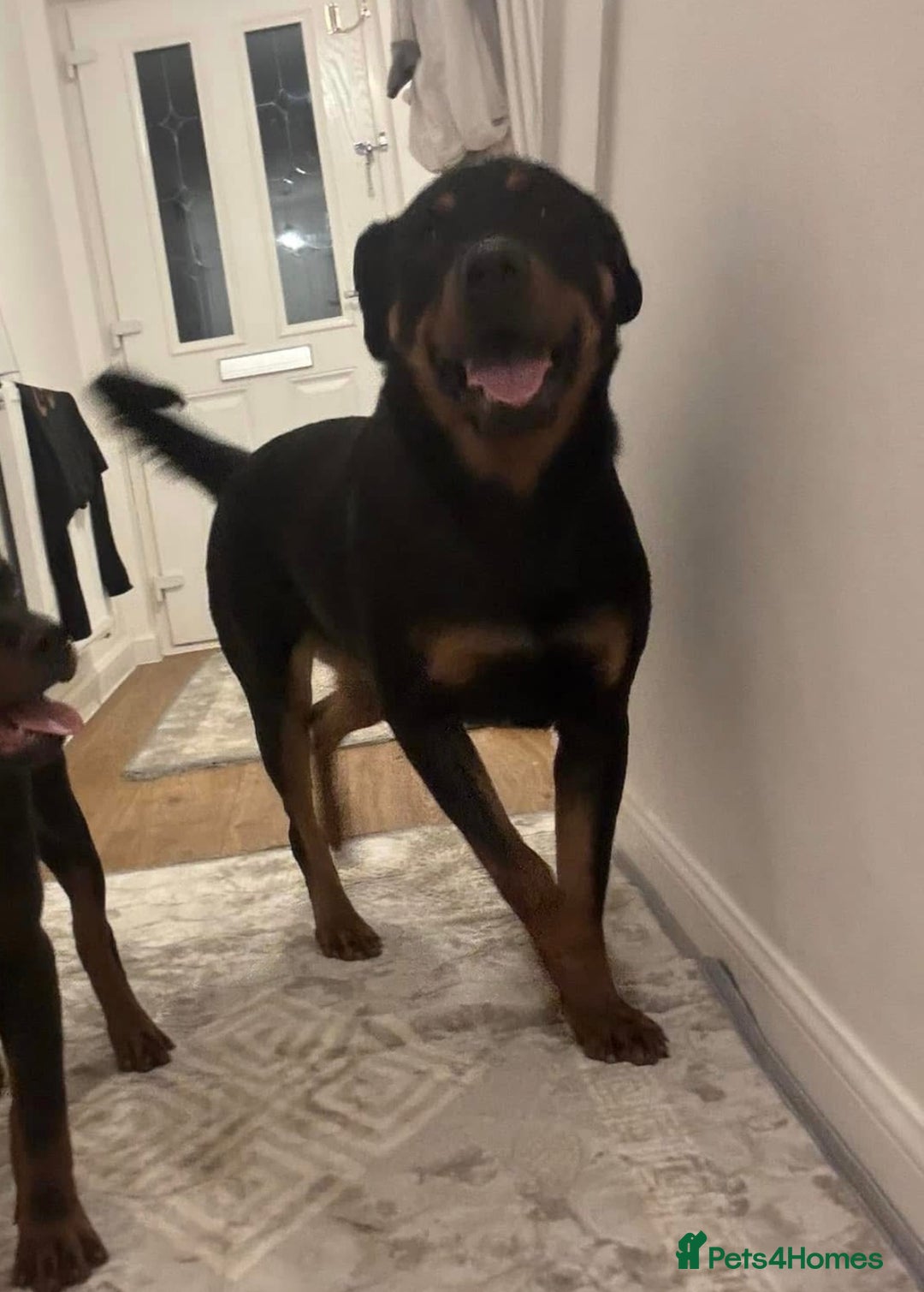 Rottweiler dogs for sale: Chunky Rottweiler puppies! - Advert 6