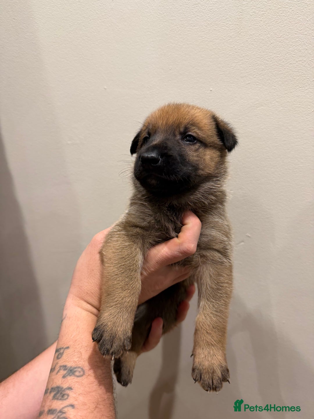 Mixed Breed dogs for sale: Shepinios puppies  - Advert 20